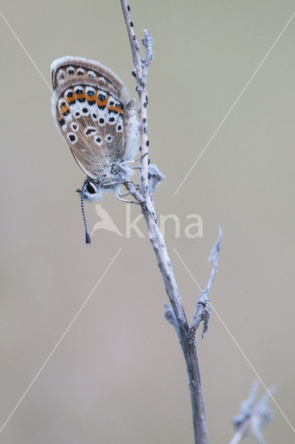 Heideblauwtje (Plebejus argus)