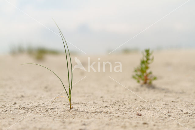 Marram (Ammophila arenaria)