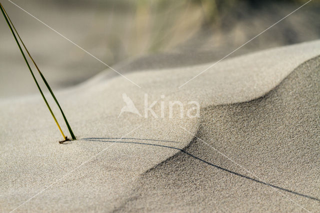 Marram (Ammophila arenaria)