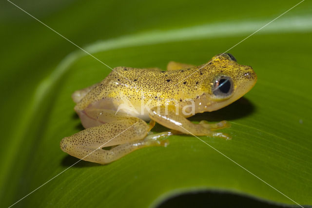 Heterixalus betsileo