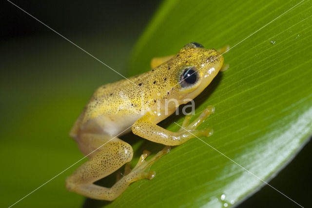 Heterixalus betsileo