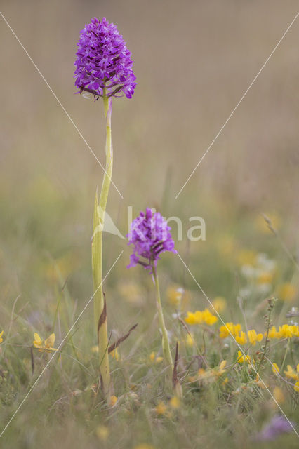 Hondskruid (Anacamptis pyramidalis)