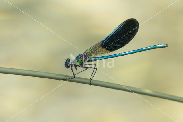 Western Demoiselle