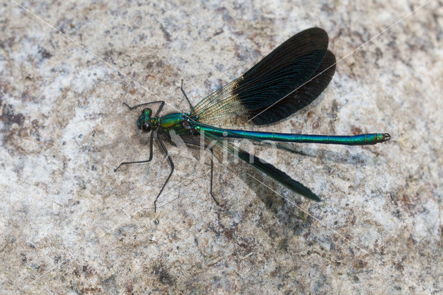 Iberische beekjuffer (Calopteryx xanthostoma)