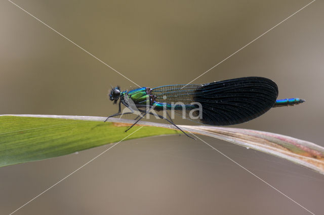 Iberische beekjuffer (Calopteryx xanthostoma)