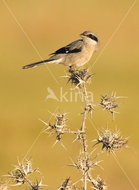 Southern Grey Shrike (Lanius meridionalis)