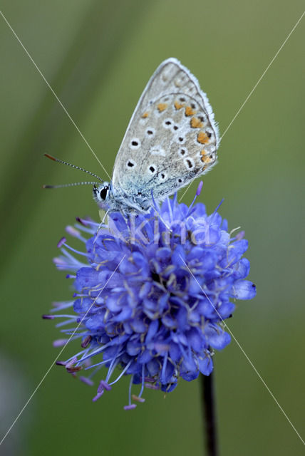 Common Blue (Polyommatus icarus)