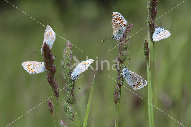 Common Blue (Polyommatus icarus)