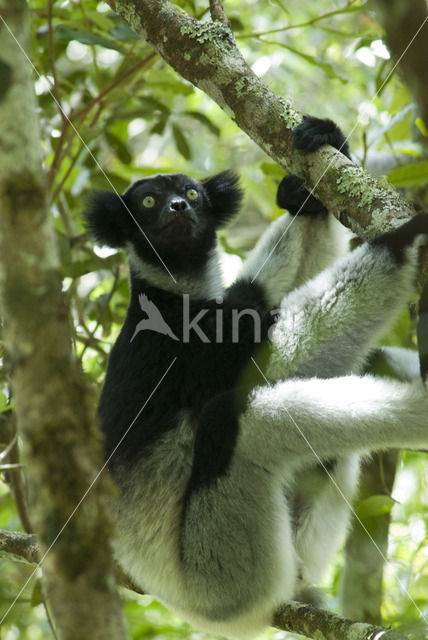 Indri (Indri indri)