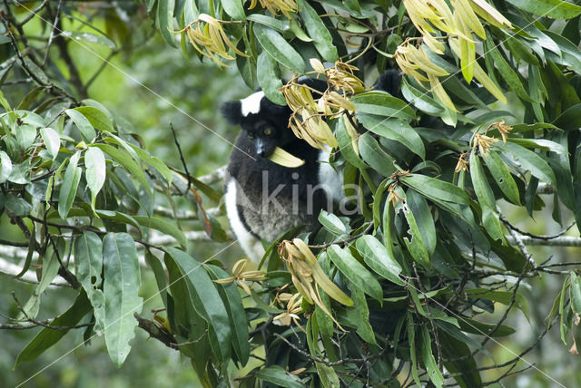 Indri indri