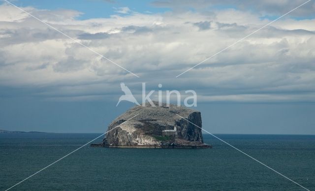 Northern Gannet (Morus bassanus)