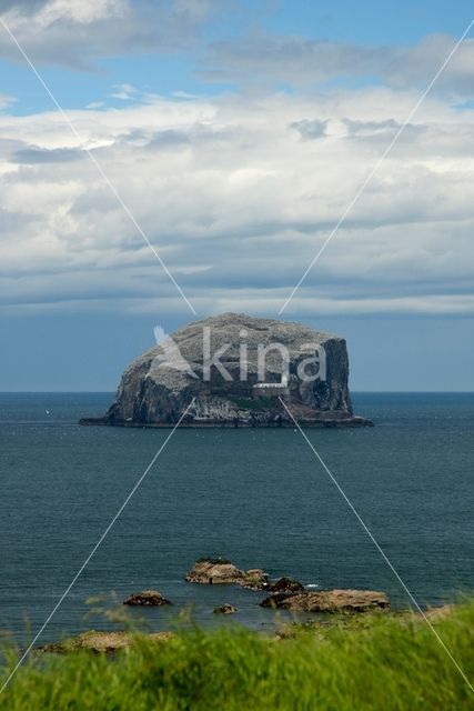 Northern Gannet (Morus bassanus)