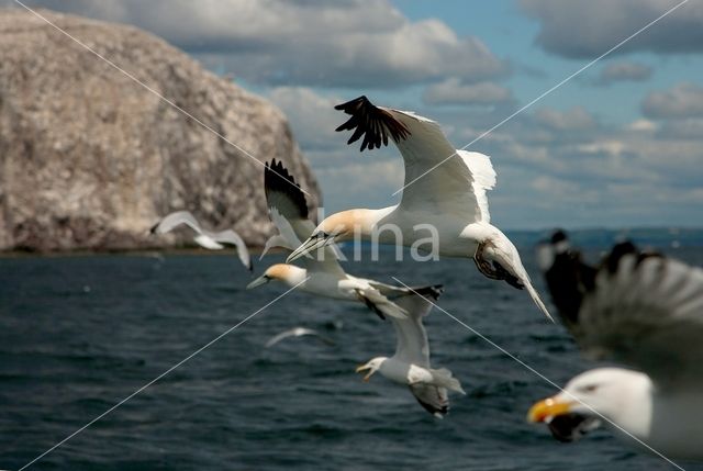 Northern Gannet (Morus bassanus)