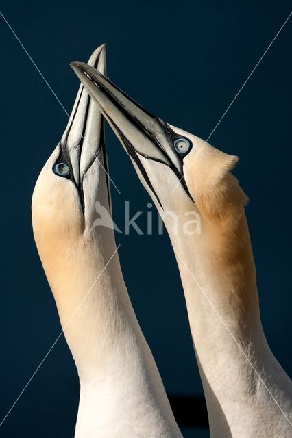 Northern Gannet (Morus bassanus)