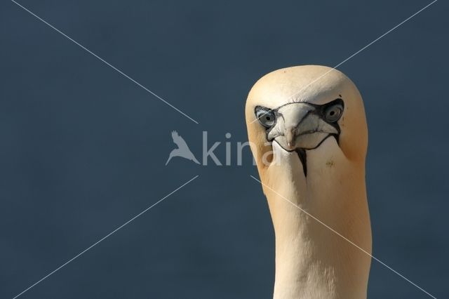 Northern Gannet (Morus bassanus)