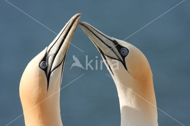 Northern Gannet (Morus bassanus)