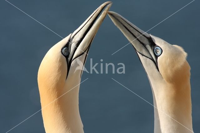 Northern Gannet (Morus bassanus)