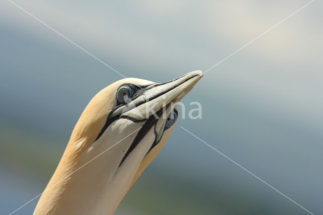 Northern Gannet (Morus bassanus)