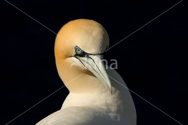 Northern Gannet (Morus bassanus)