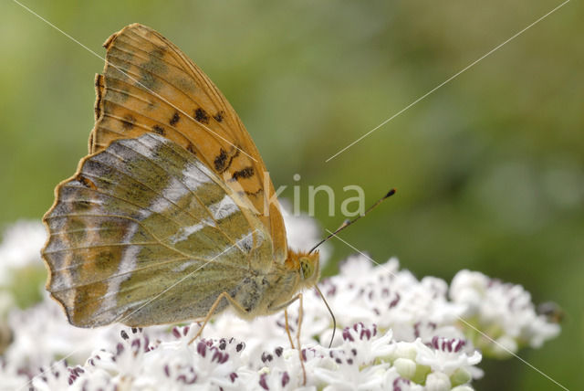 Keizersmantel (Argynnis paphia)