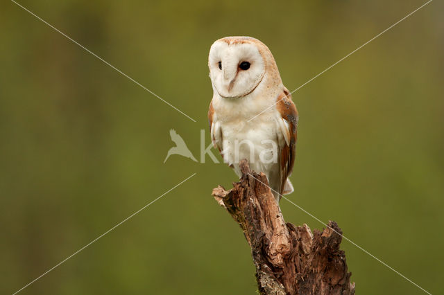 Barn Owl (Tyto alba)