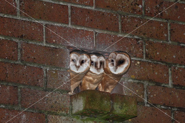 Barn Owl (Tyto alba)