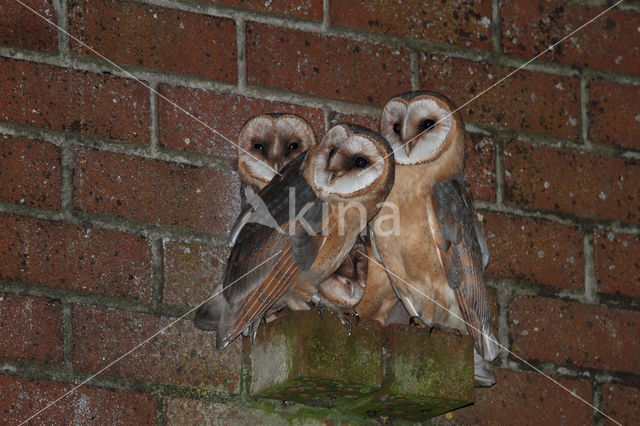 Barn Owl (Tyto alba)