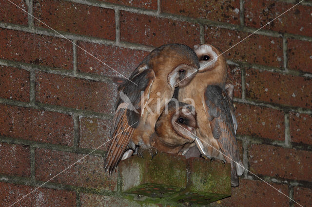 Kerkuil (Tyto alba)