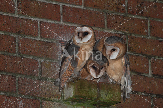 Kerkuil (Tyto alba)