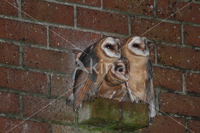 Barn Owl (Tyto alba)