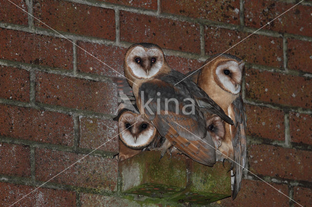 Barn Owl (Tyto alba)