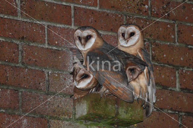 Barn Owl (Tyto alba)