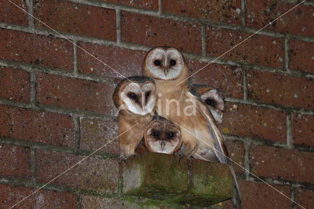 Barn Owl (Tyto alba)