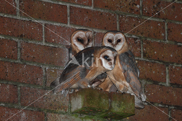 Kerkuil (Tyto alba)