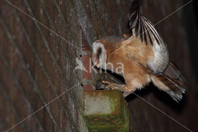 Barn Owl (Tyto alba)