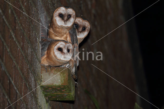 Barn Owl (Tyto alba)