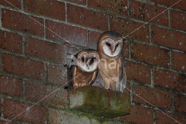 Barn Owl (Tyto alba)