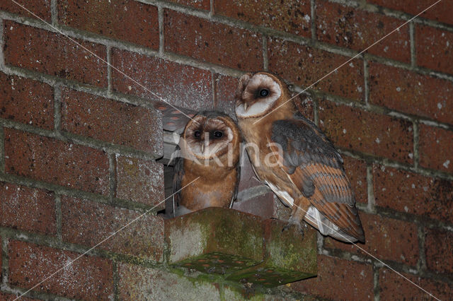 Barn Owl (Tyto alba)