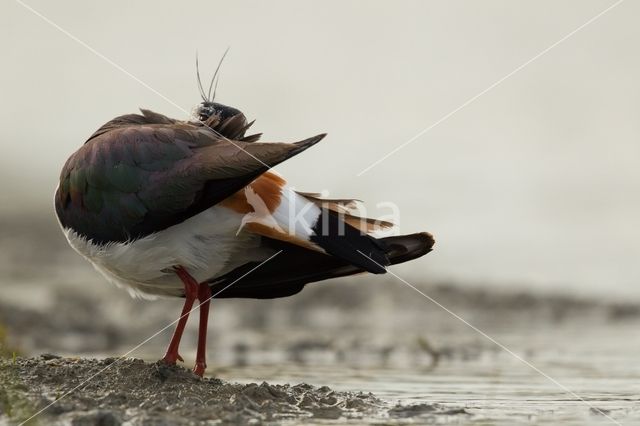 Lapwing (Vanellus vanellus)