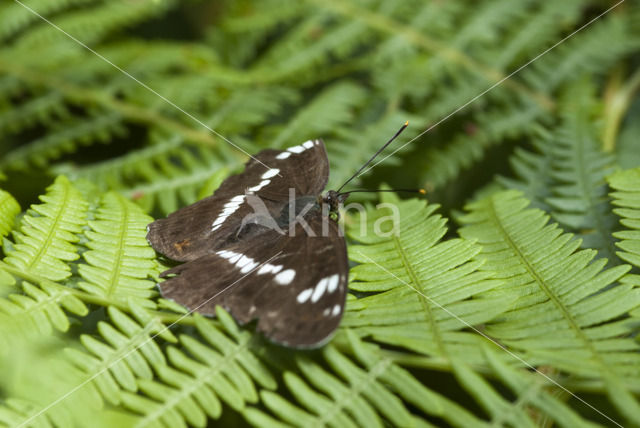 White Admiral (Limenitis camilla)