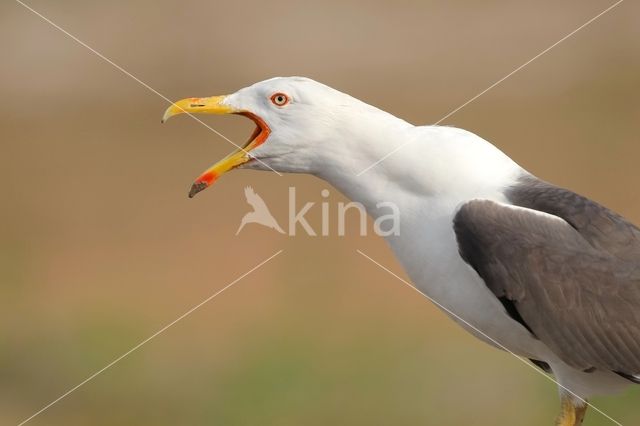 Lesser Black-backed Gull (Larus fuscus)