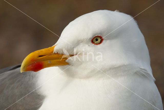 Lesser Black-backed Gull (Larus fuscus)