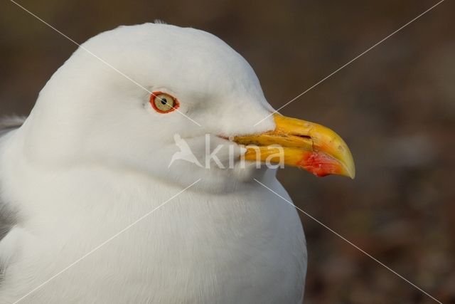 Lesser Black-backed Gull (Larus fuscus)