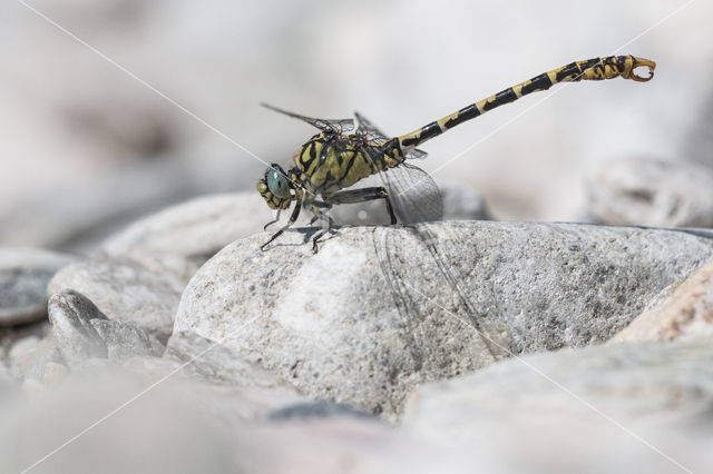 Kleine tanglibel (Onychogomphus forcipatus)