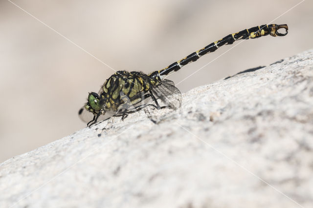 Kleine tanglibel (Onychogomphus forcipatus)