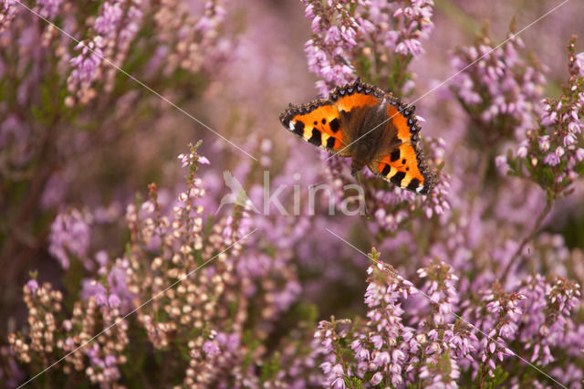 Kleine vos (Aglais urticae)