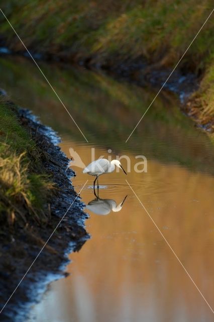 Kleine Zilverreiger (Egretta garzetta)