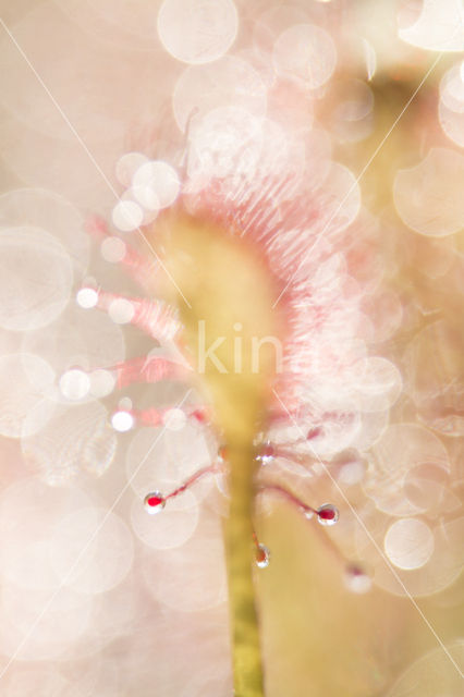 Oblong-leaved Sundew (Drosera intermedia)