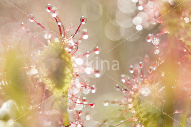 Kleine zonnedauw (Drosera intermedia)