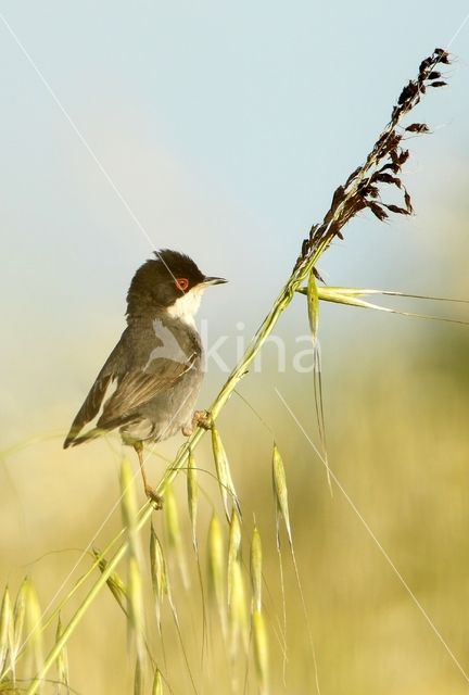 Sardinian Warbler (Sylvia melanocephala)